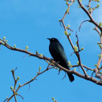 http://www.stockfreeimages.com/