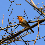 The Memoir and the Robin at the WordServe Water Cooler today …